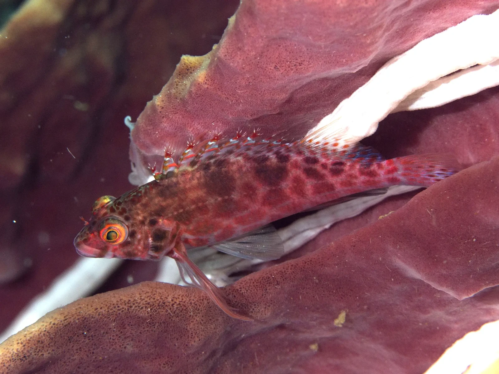Coral hawkfish