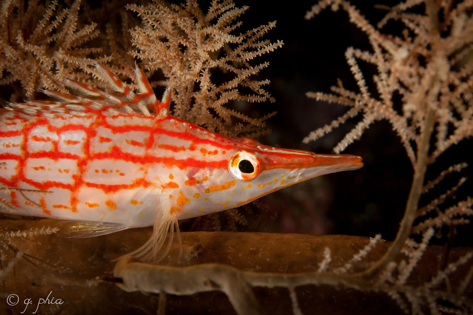 Longnose hawkfish