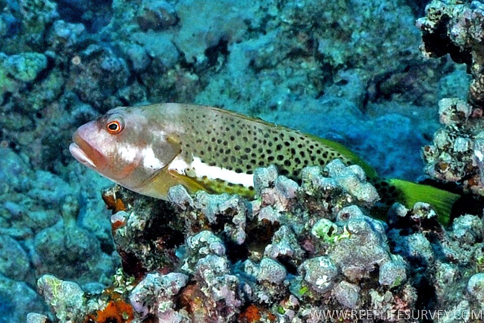 Whitespot hawkfish