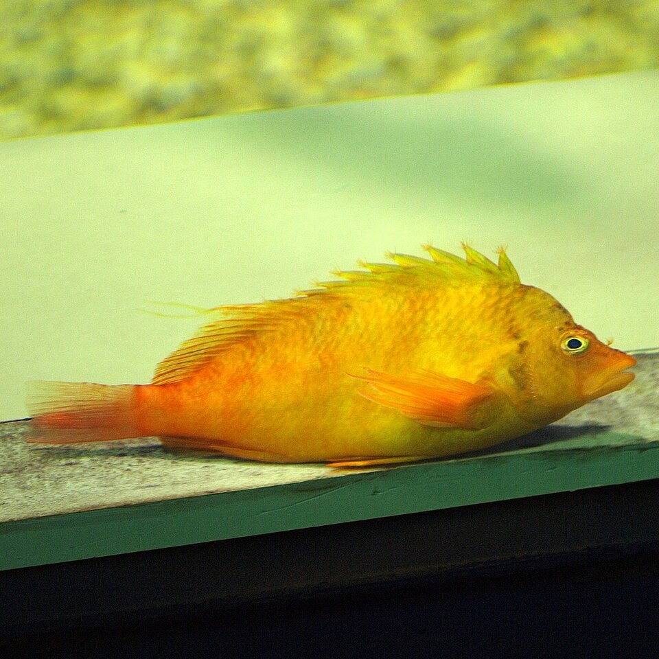 Yellow hawkfish
