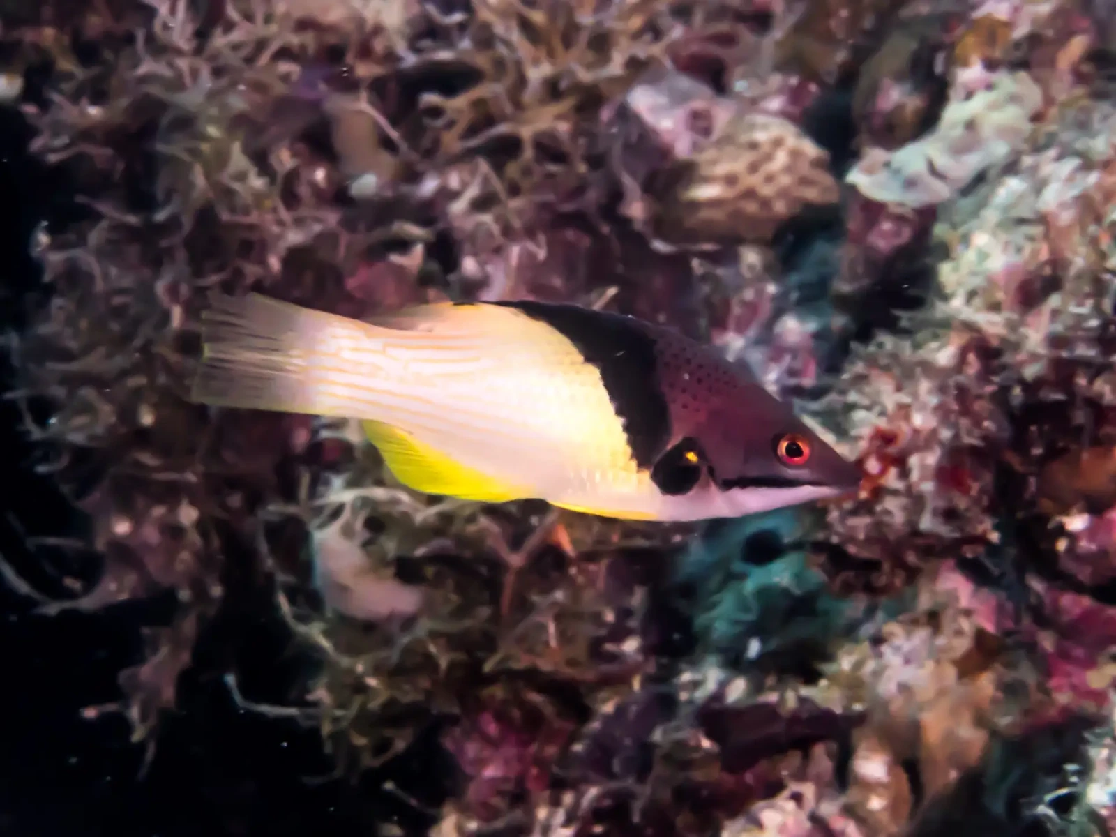Coral hogfish