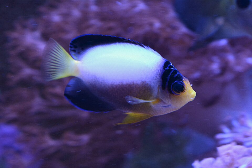 Multicolor angelfish