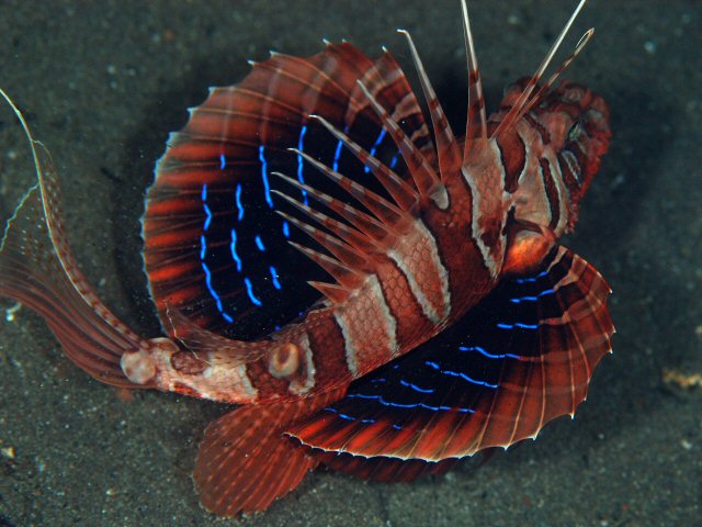Blackfoot lionfish