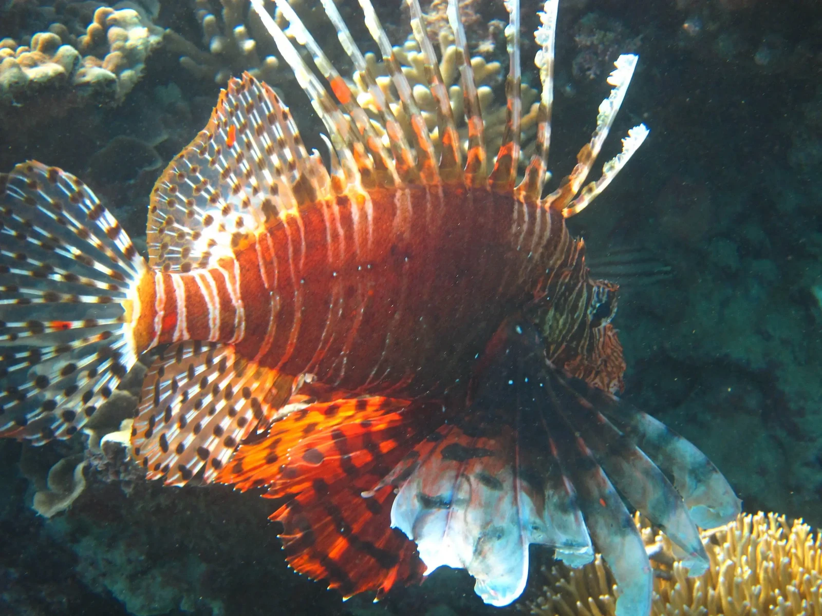 Devil lionfish