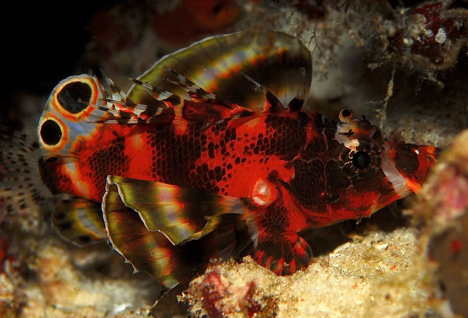 Fu Man Chu lionfish