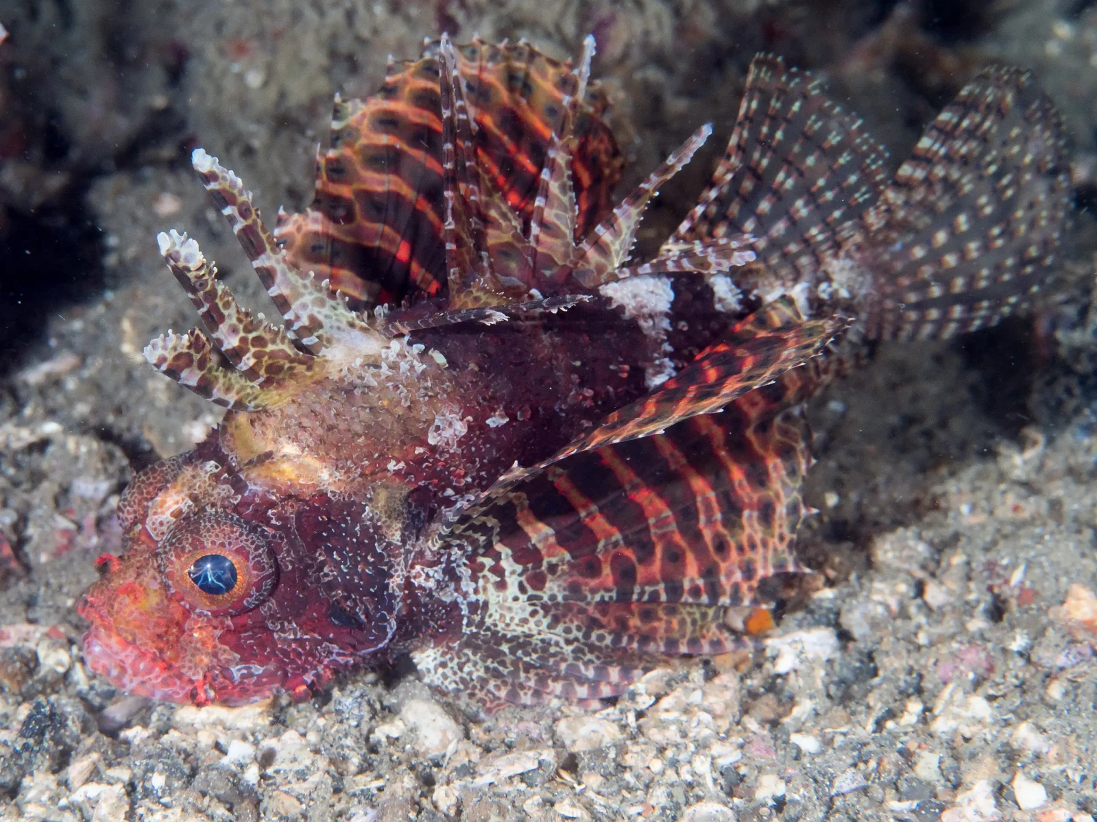 Fuzzy dwarf lionfish