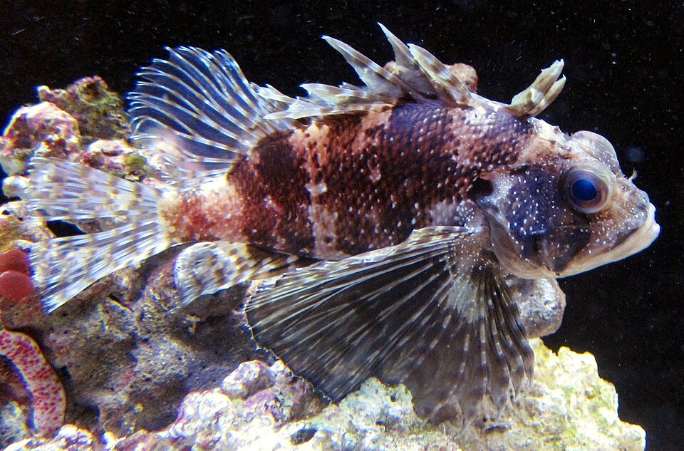 Green lionfish