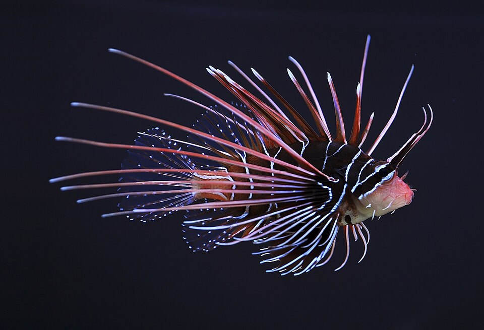 Radiata lionfish