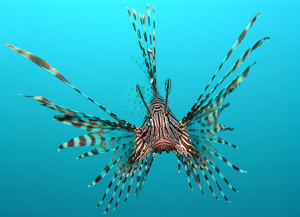 Volitan lionfish