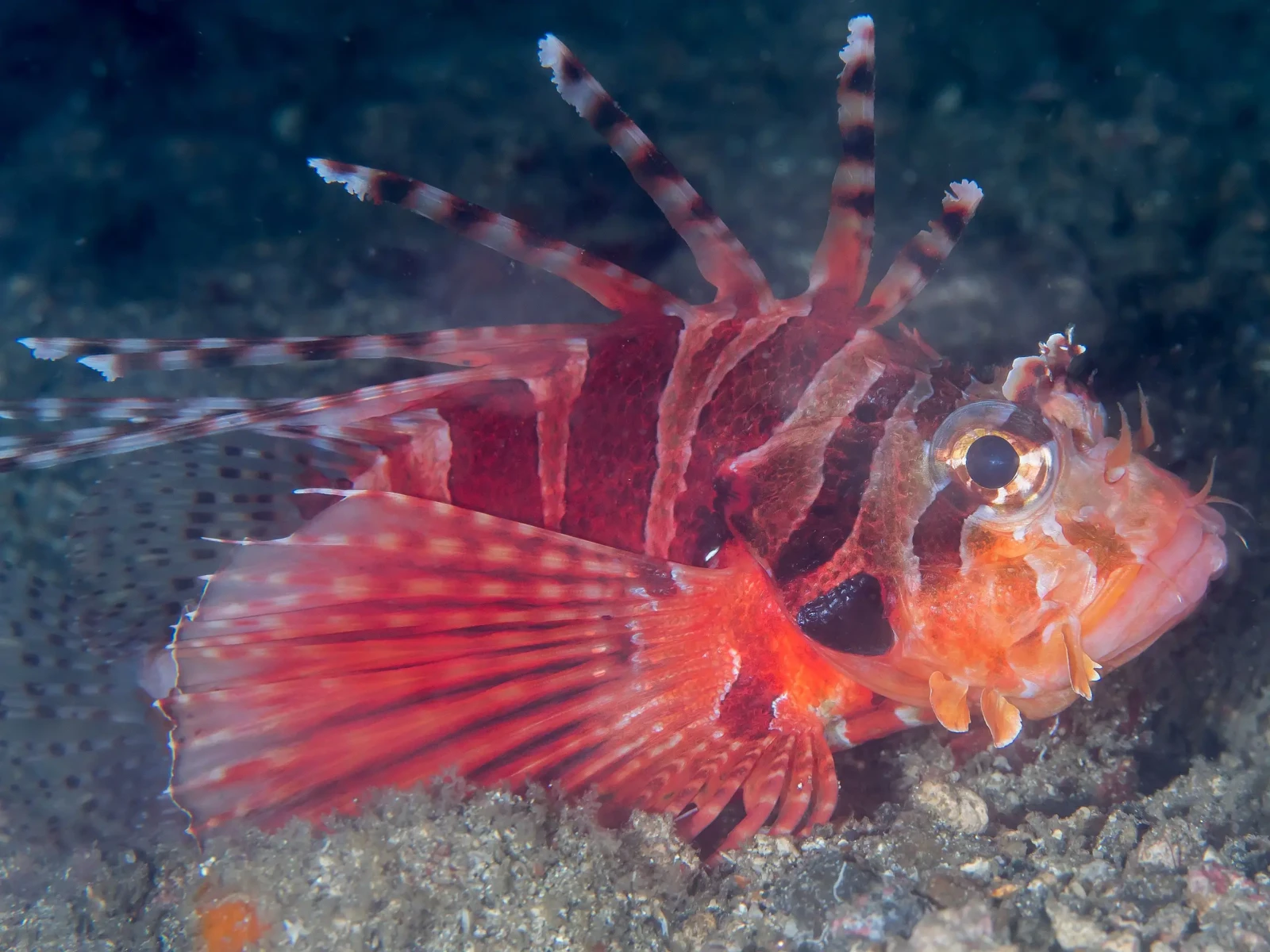 Zebra lionfish