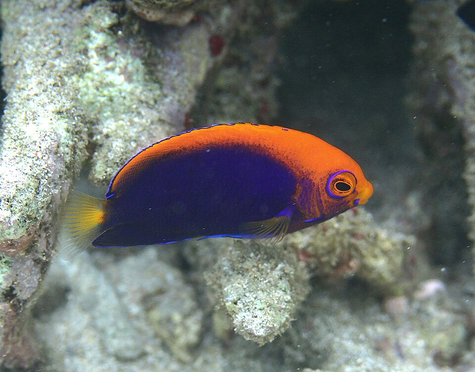 Orange-back angelfish