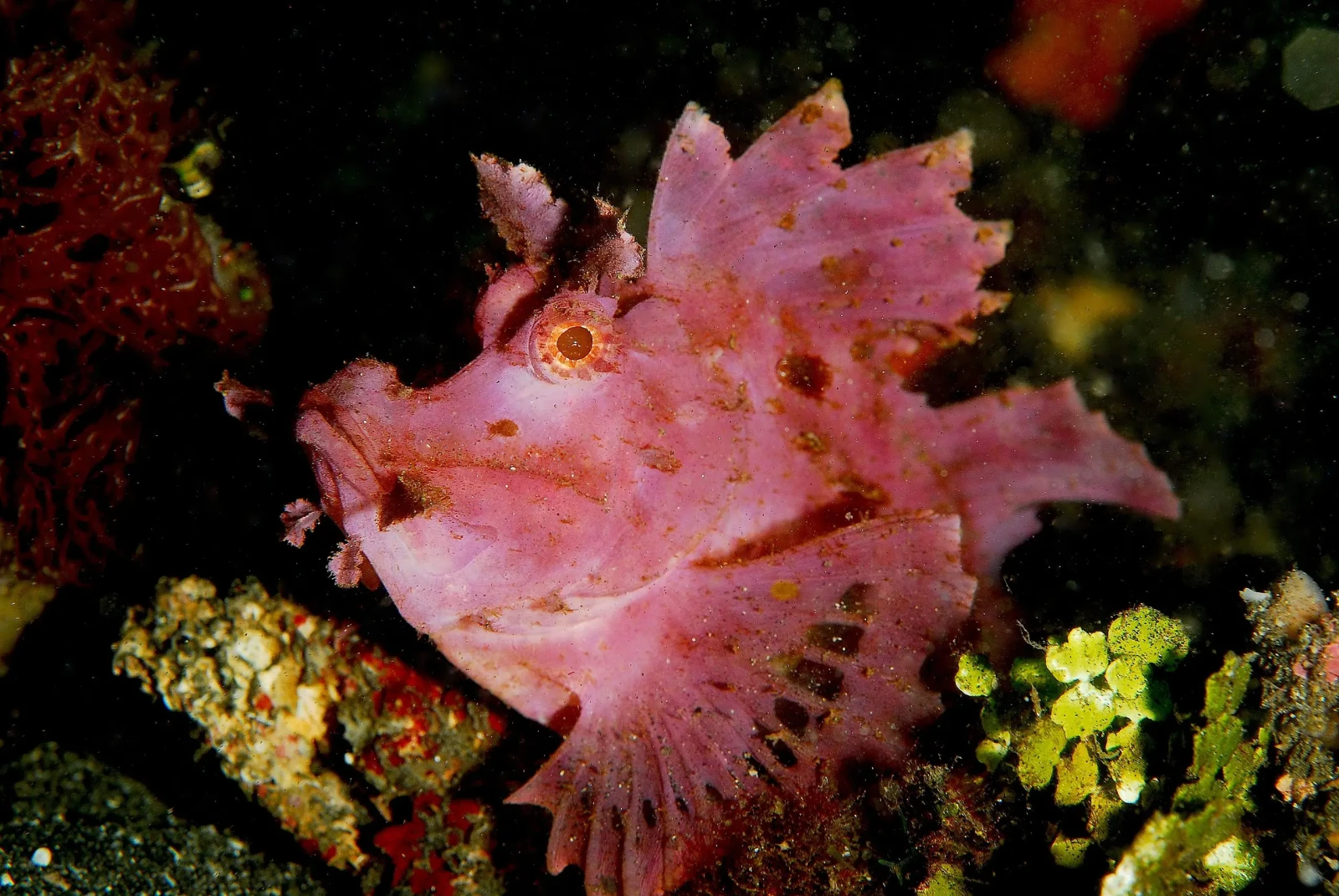 Eschmeyer's scorpionfish