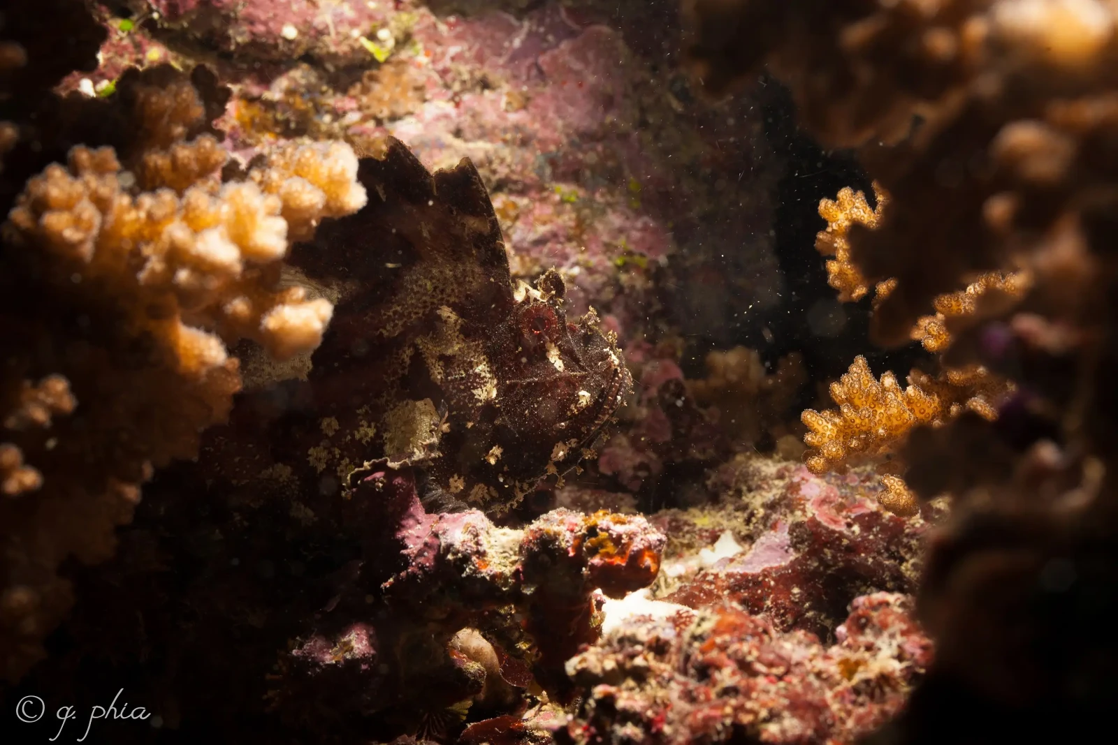 Leaf scorpionfish
