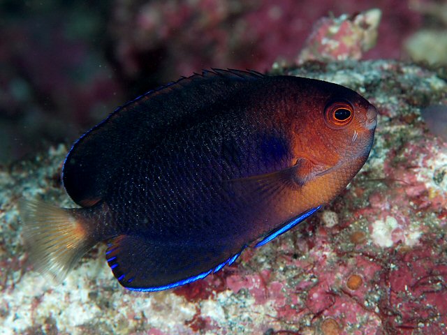 Pacific pygmy angelfish