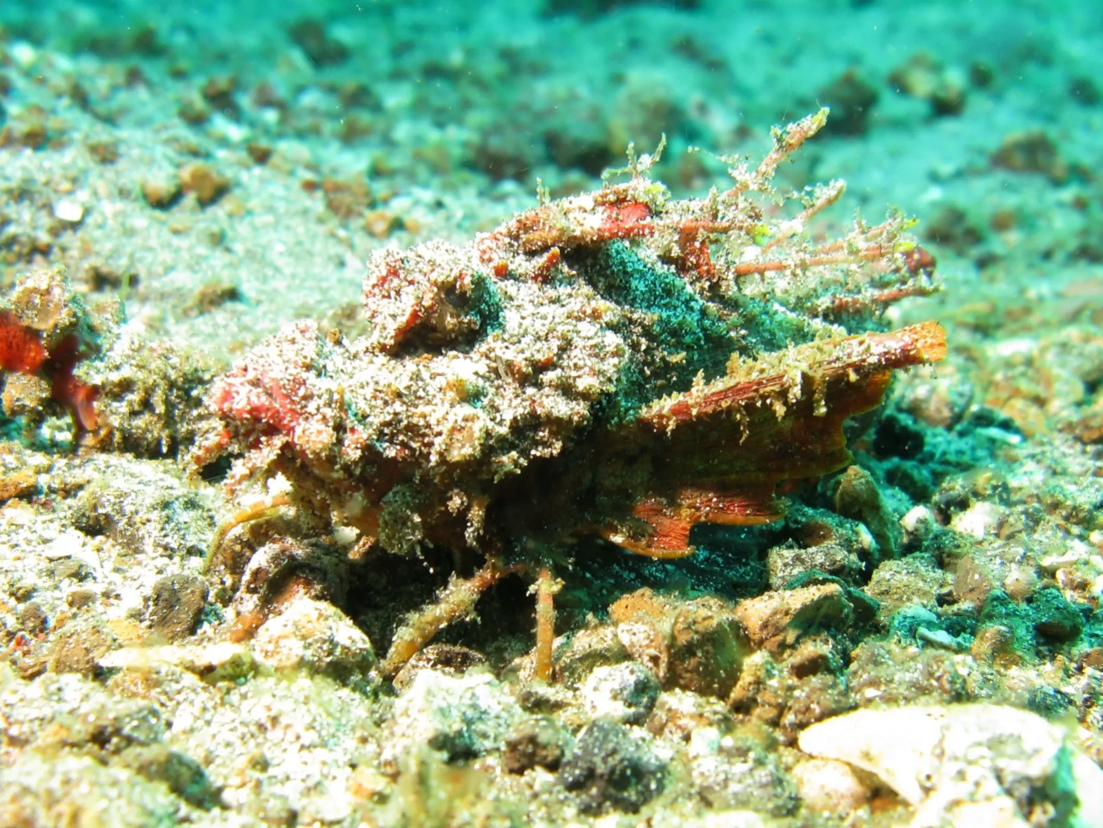 Sea goblin