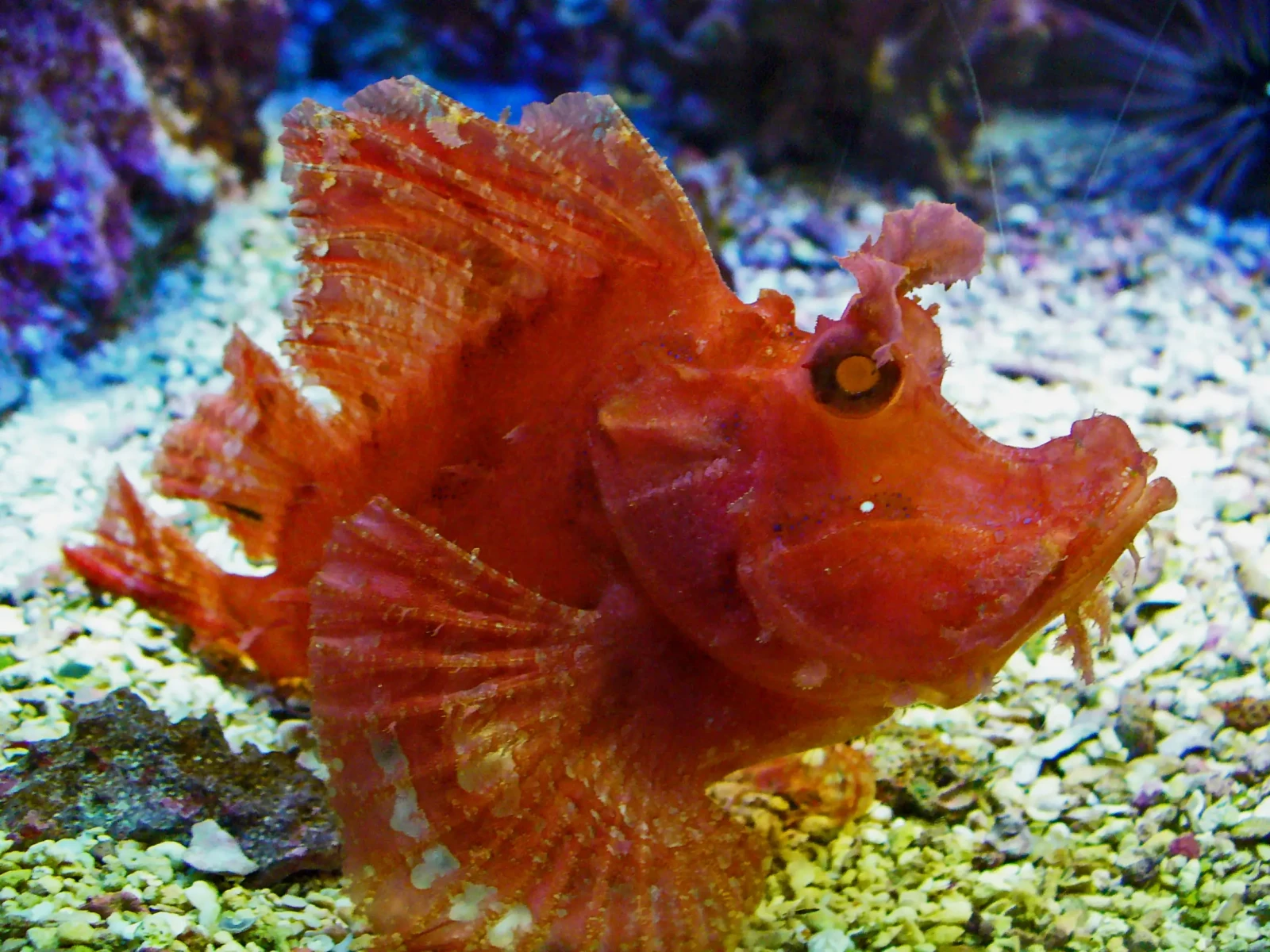 Weedy scorpionfish