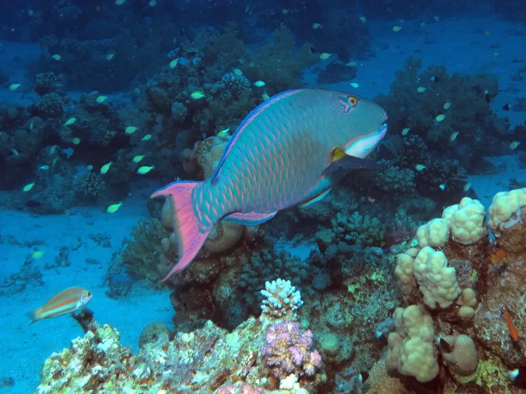 Bicolor parrotfish