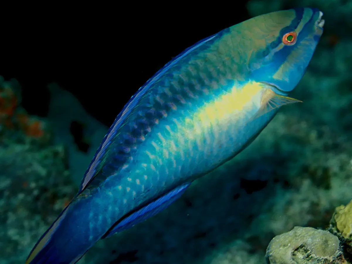 Princess parrotfish