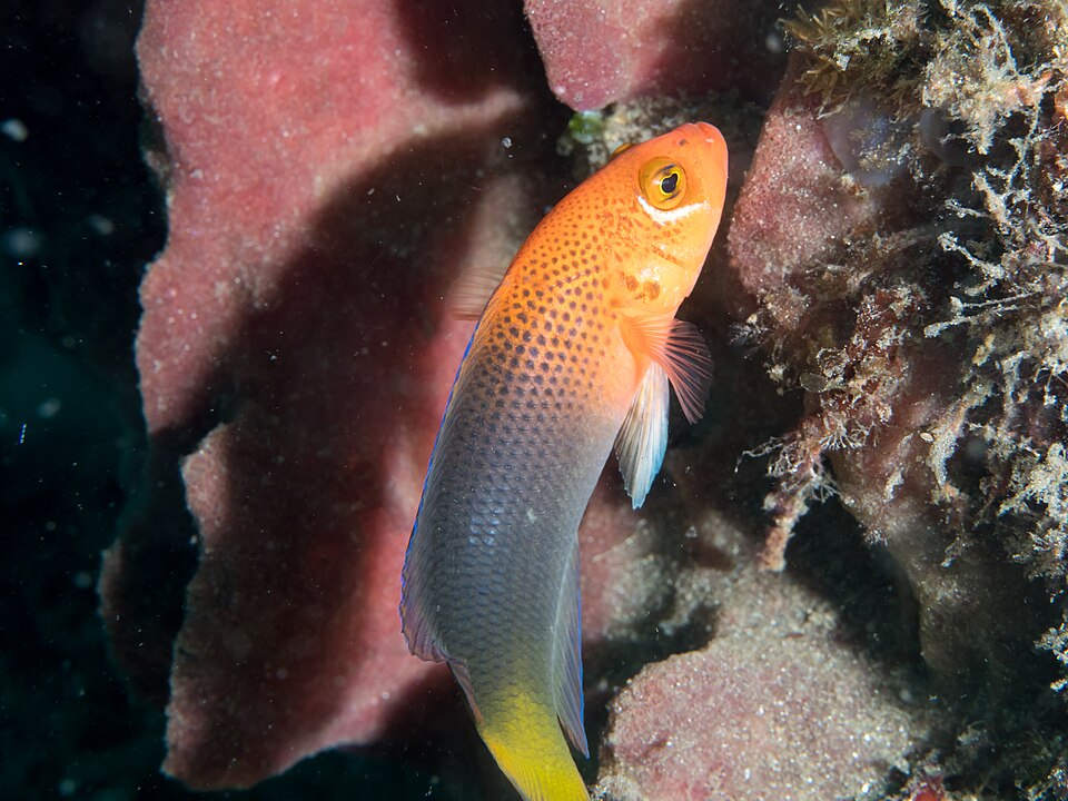 Lyretail dottyback