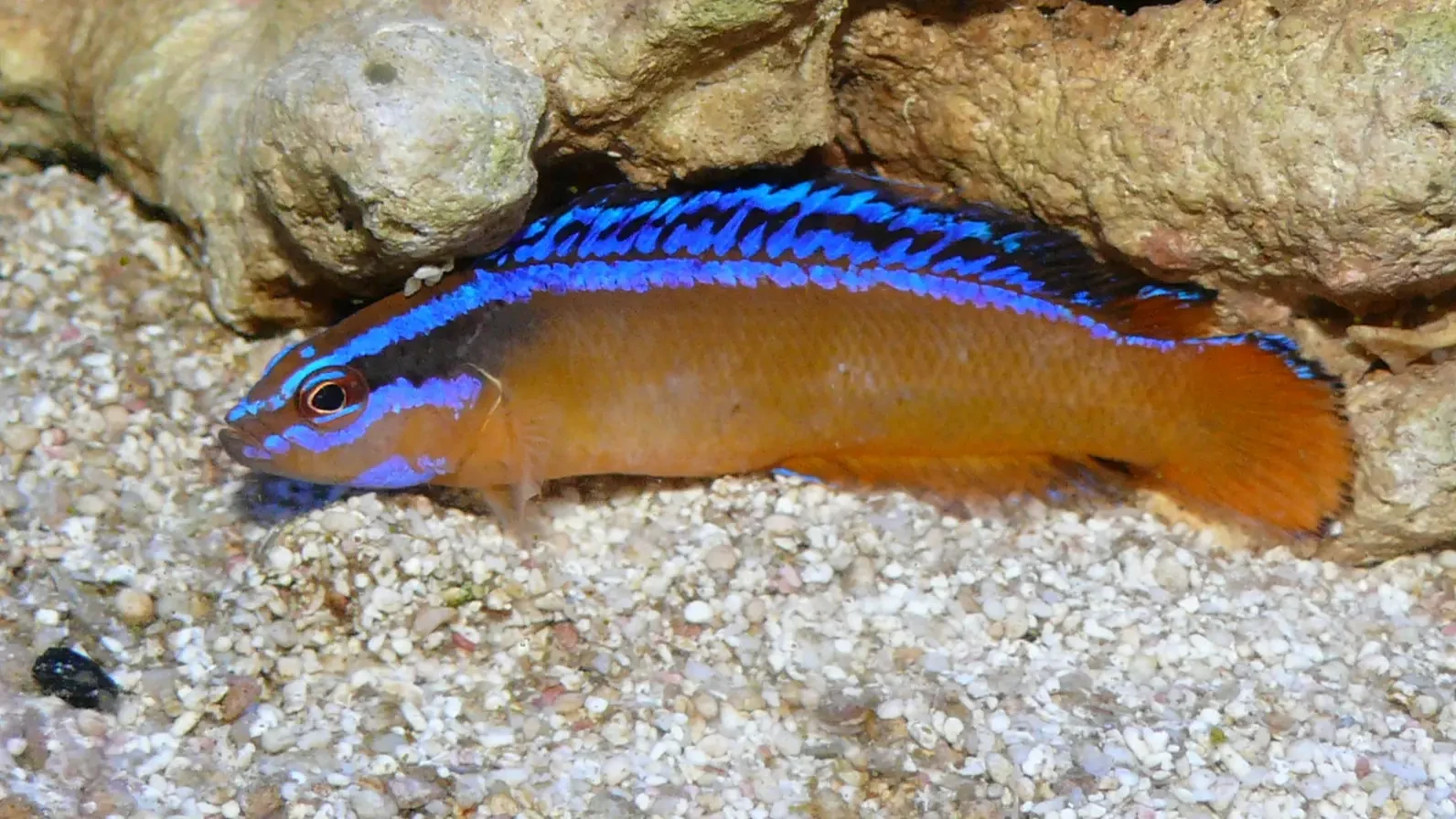 Neon pseudochromis