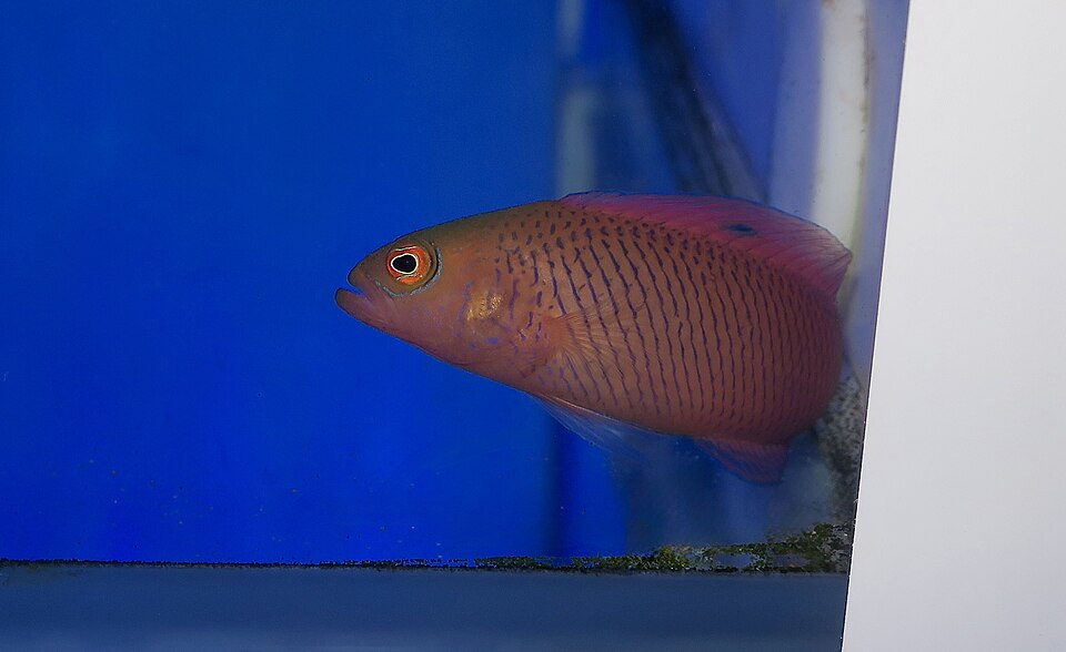 Oblique-lined dottyback