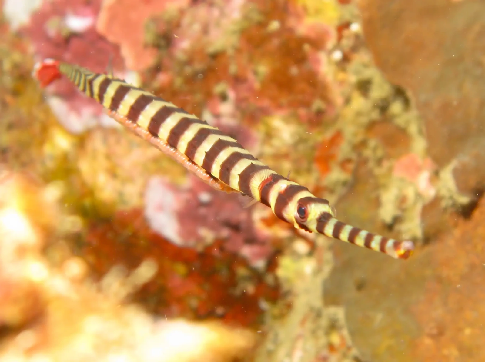 Banded pipefish