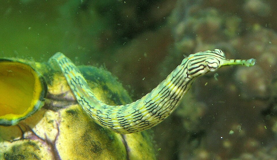 Dragonface pipefish