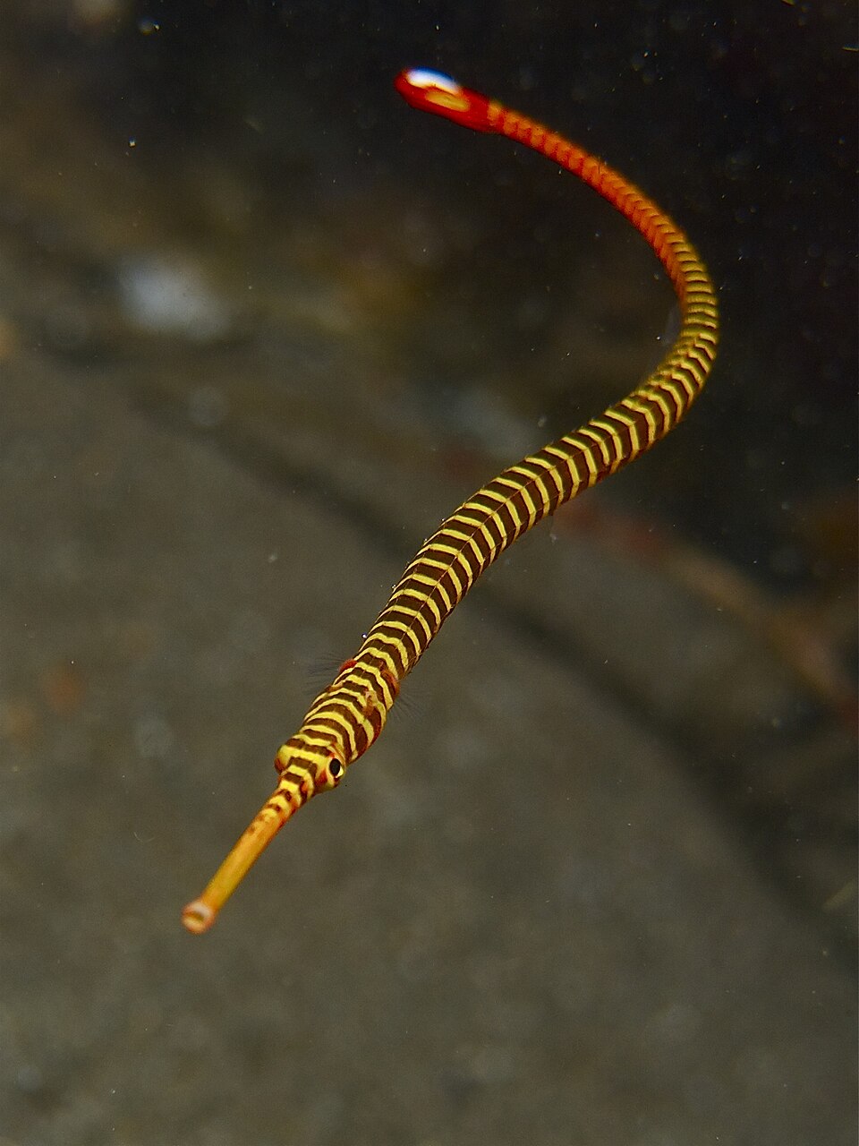 Yellow multibanded pipefish