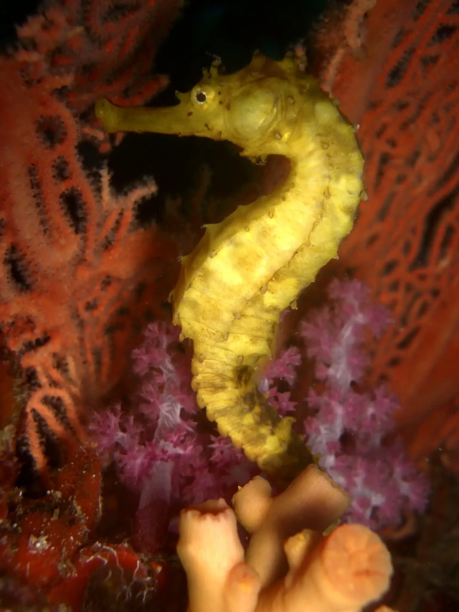 Spotted seahorse