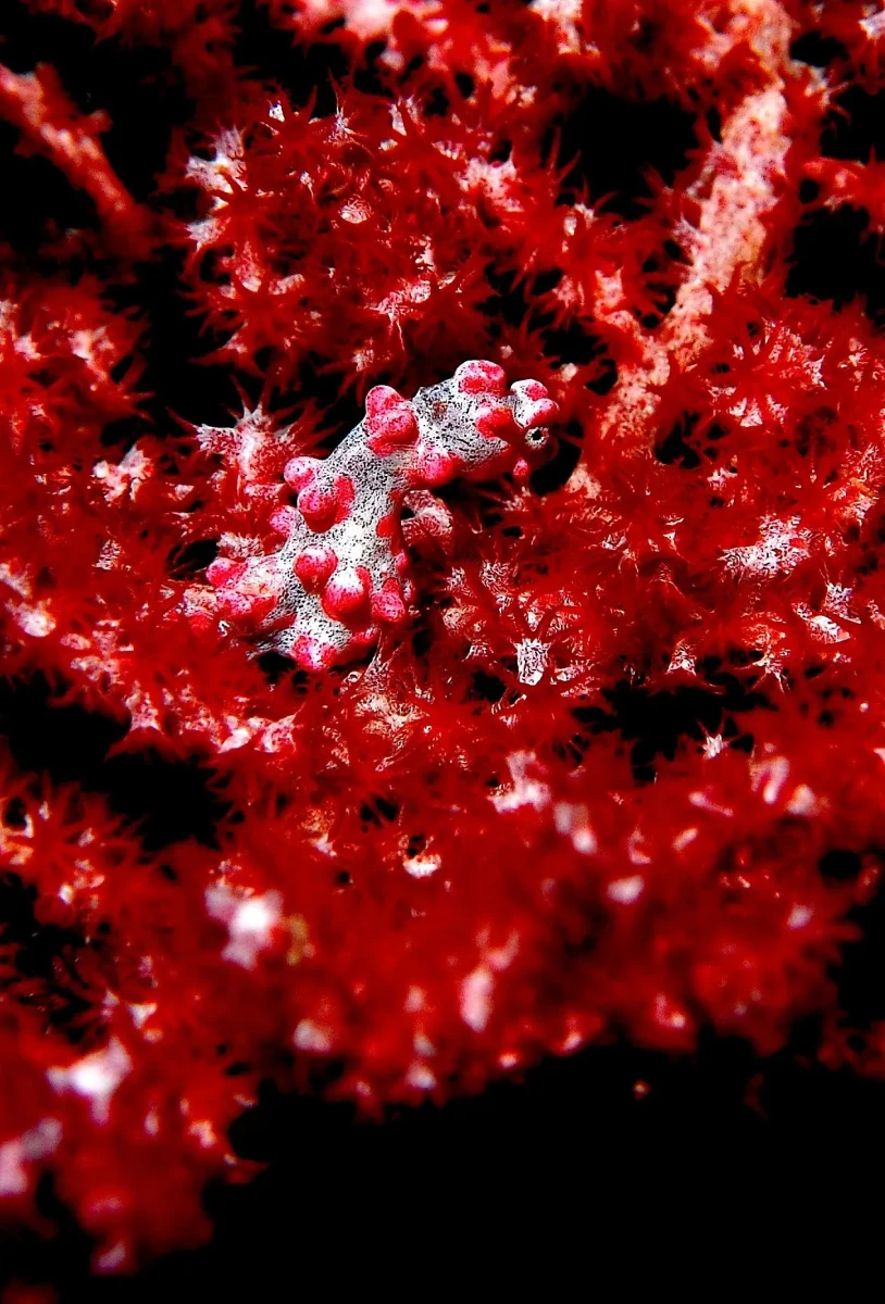 Pygmy seahorse