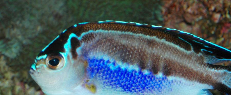 Bellus angelfish