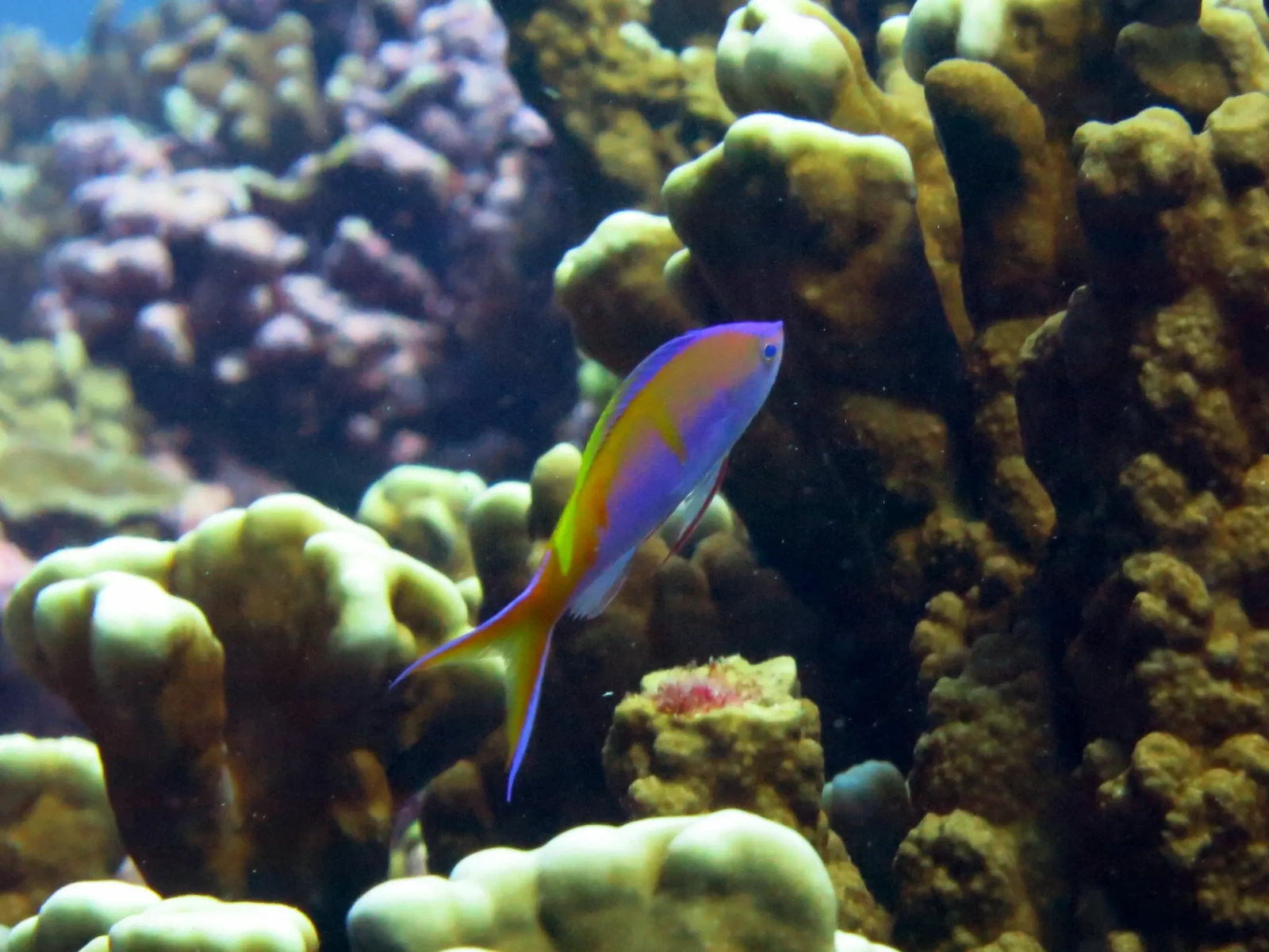 Bartlett's anthias