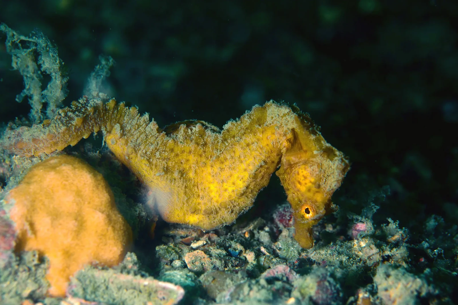 Short-snouted seahorse