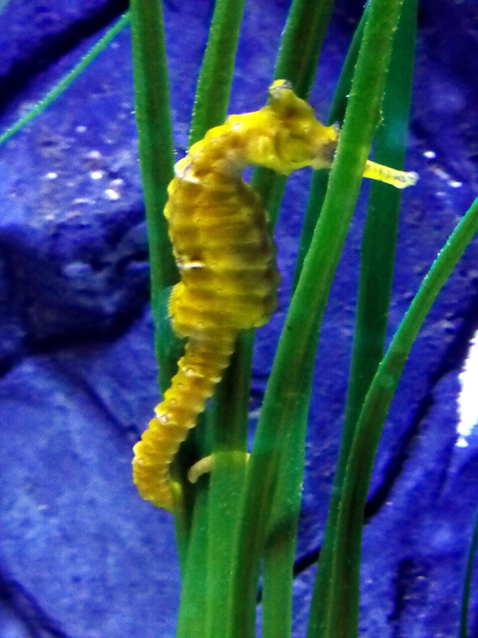 Tiger tail seahorse