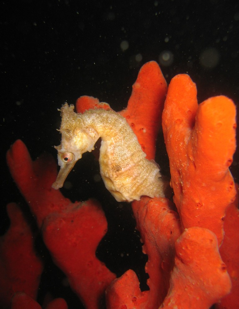 White's Seahorse