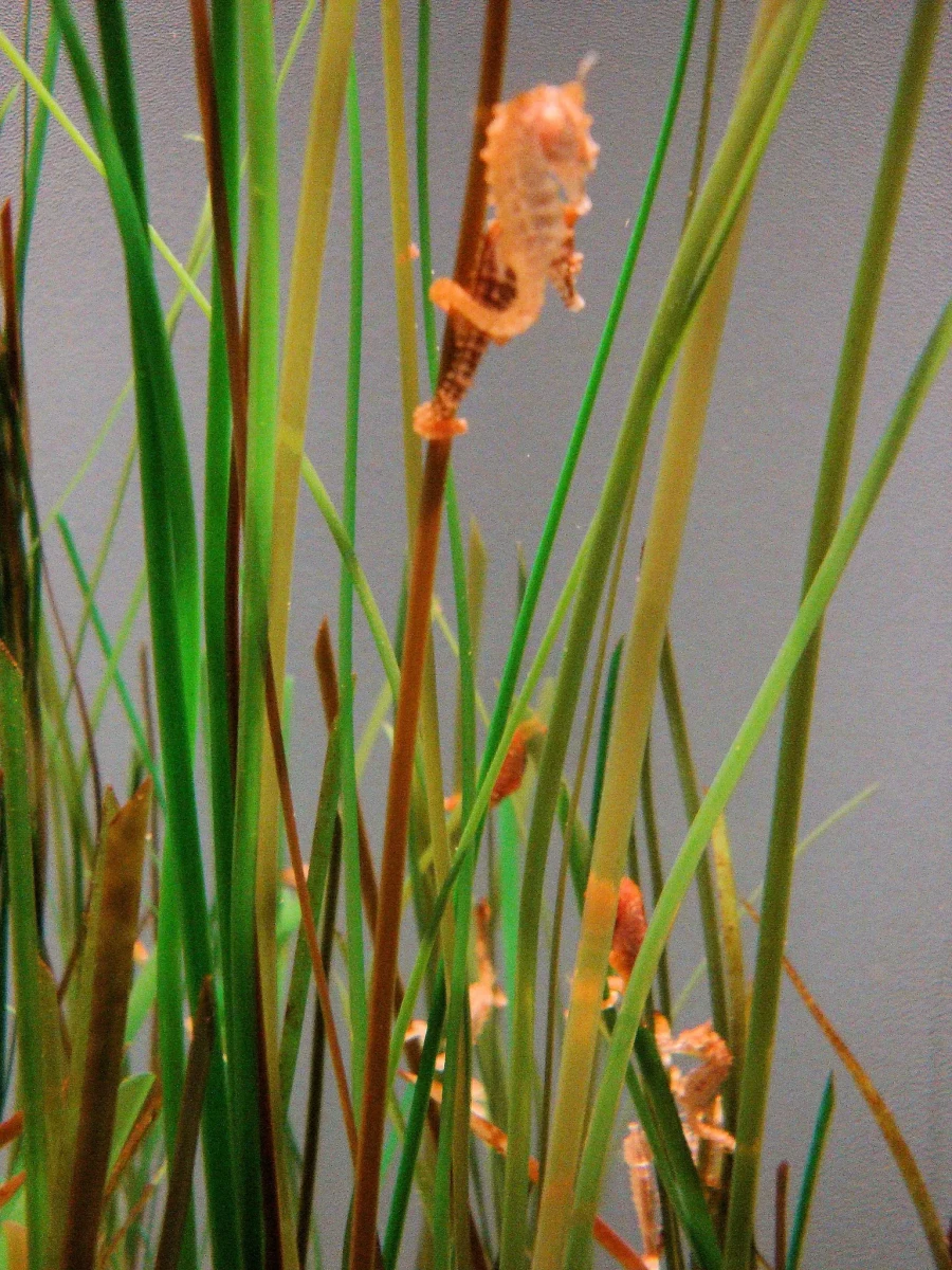 Dwarf Seahorse