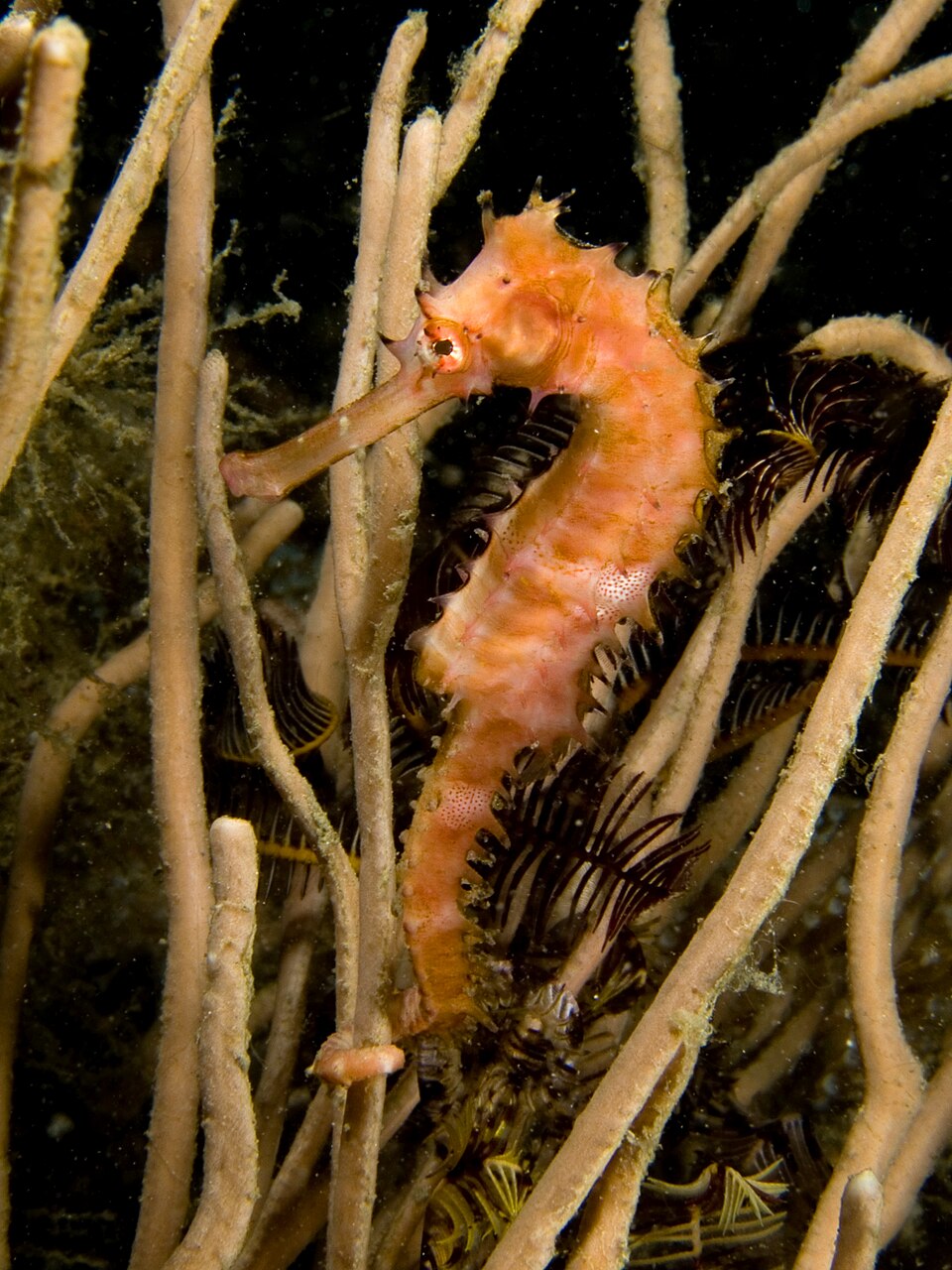 Thorny Seahorse