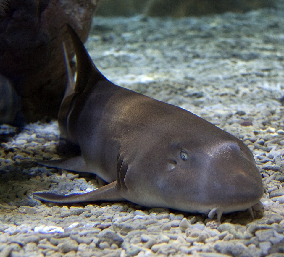 Black banded cat shark