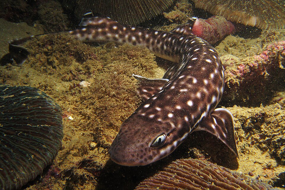 Coral cat shark
