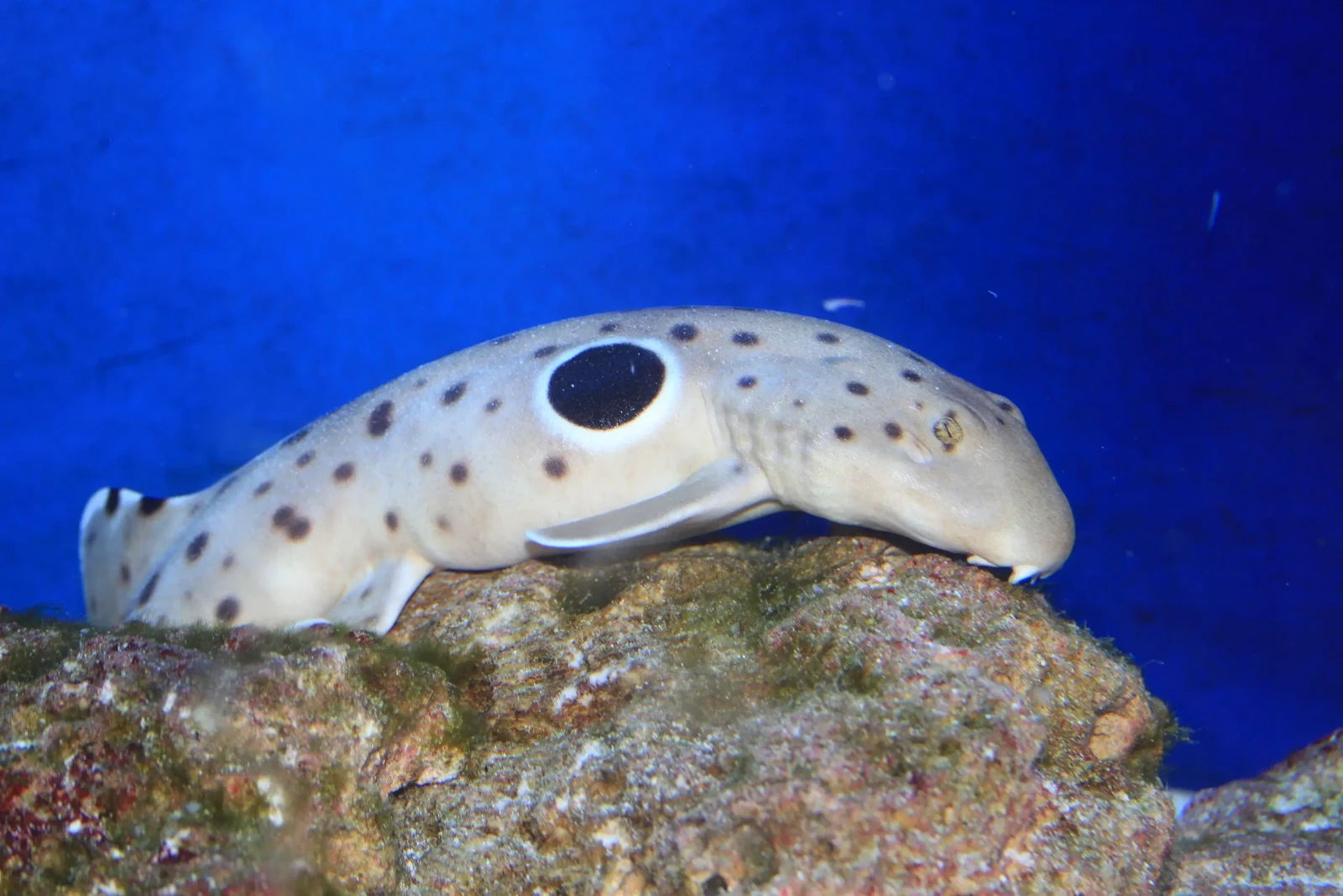 Epaulette shark