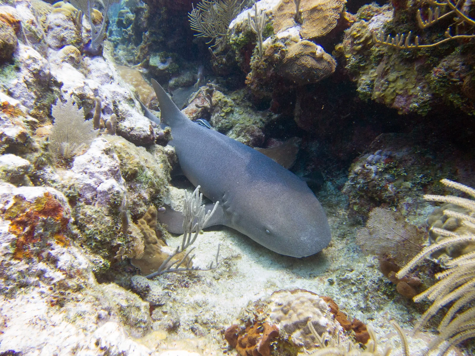 Nurse shark