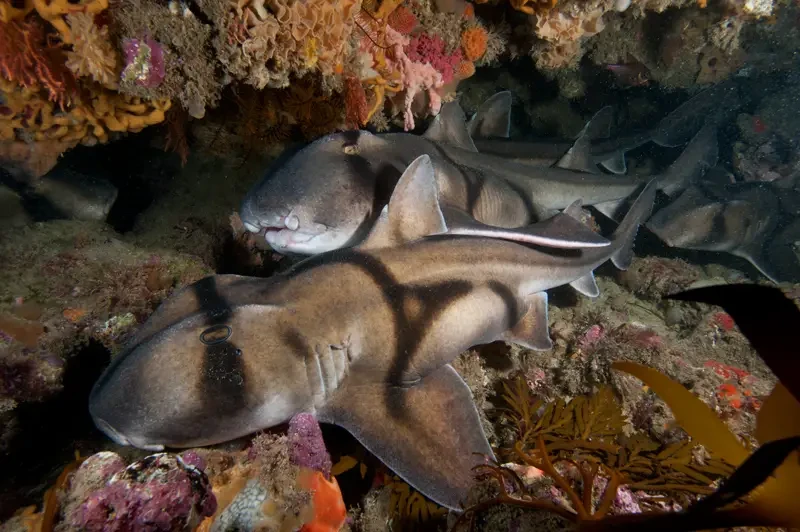 Port Jackson shark