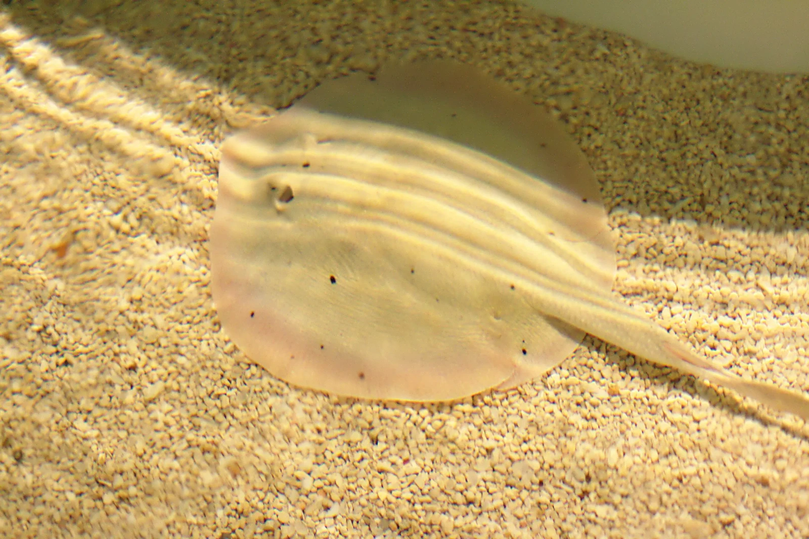 Round stingray