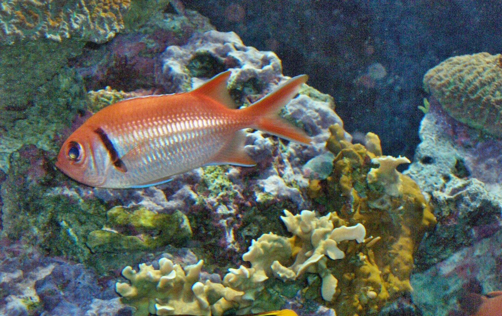Blackbar soldierfish