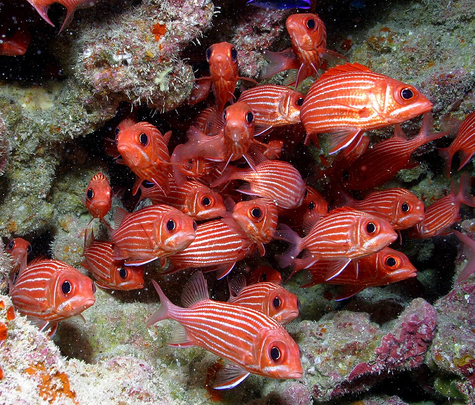 Striped squirrelfish