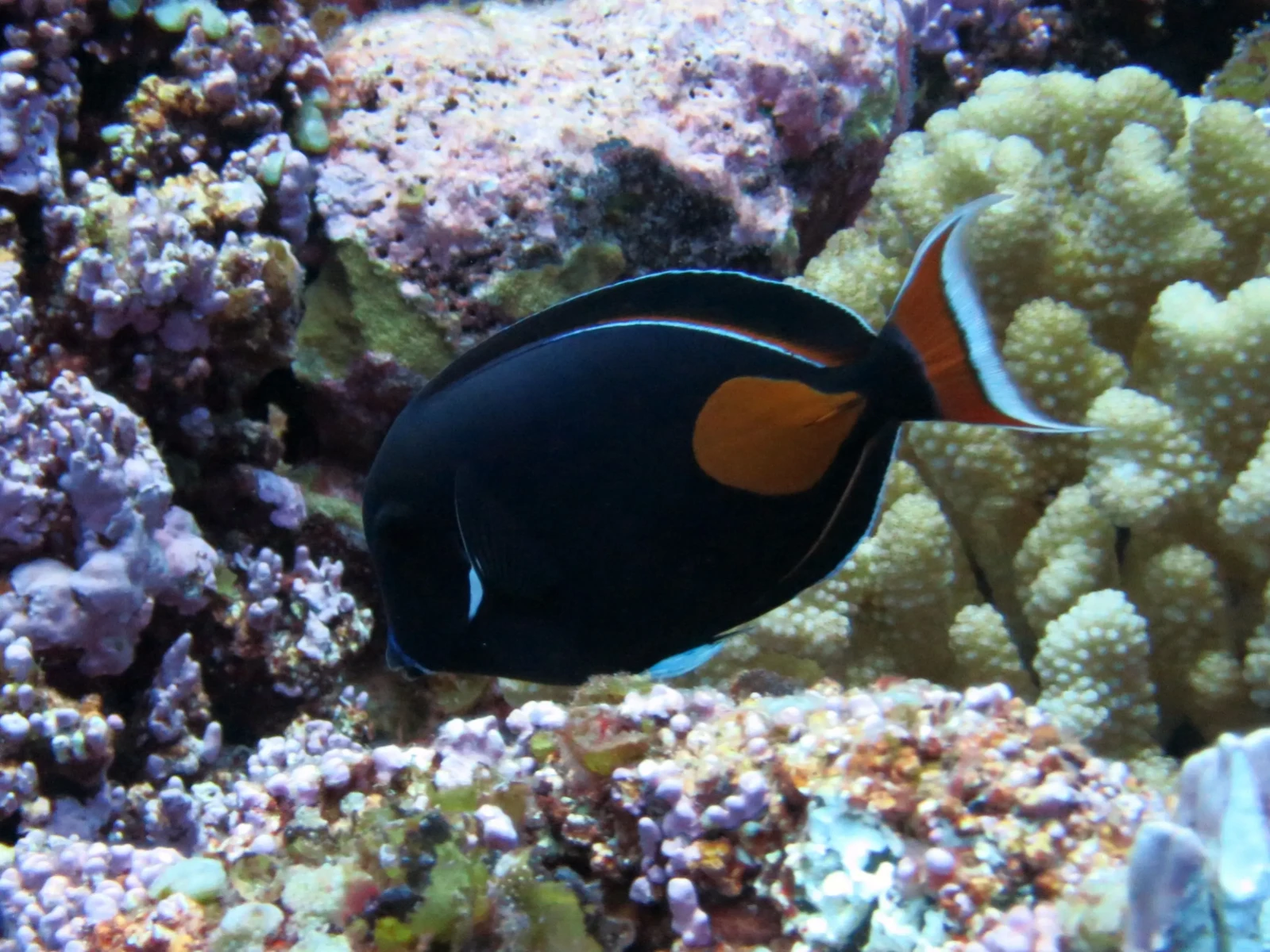 Achilles tang