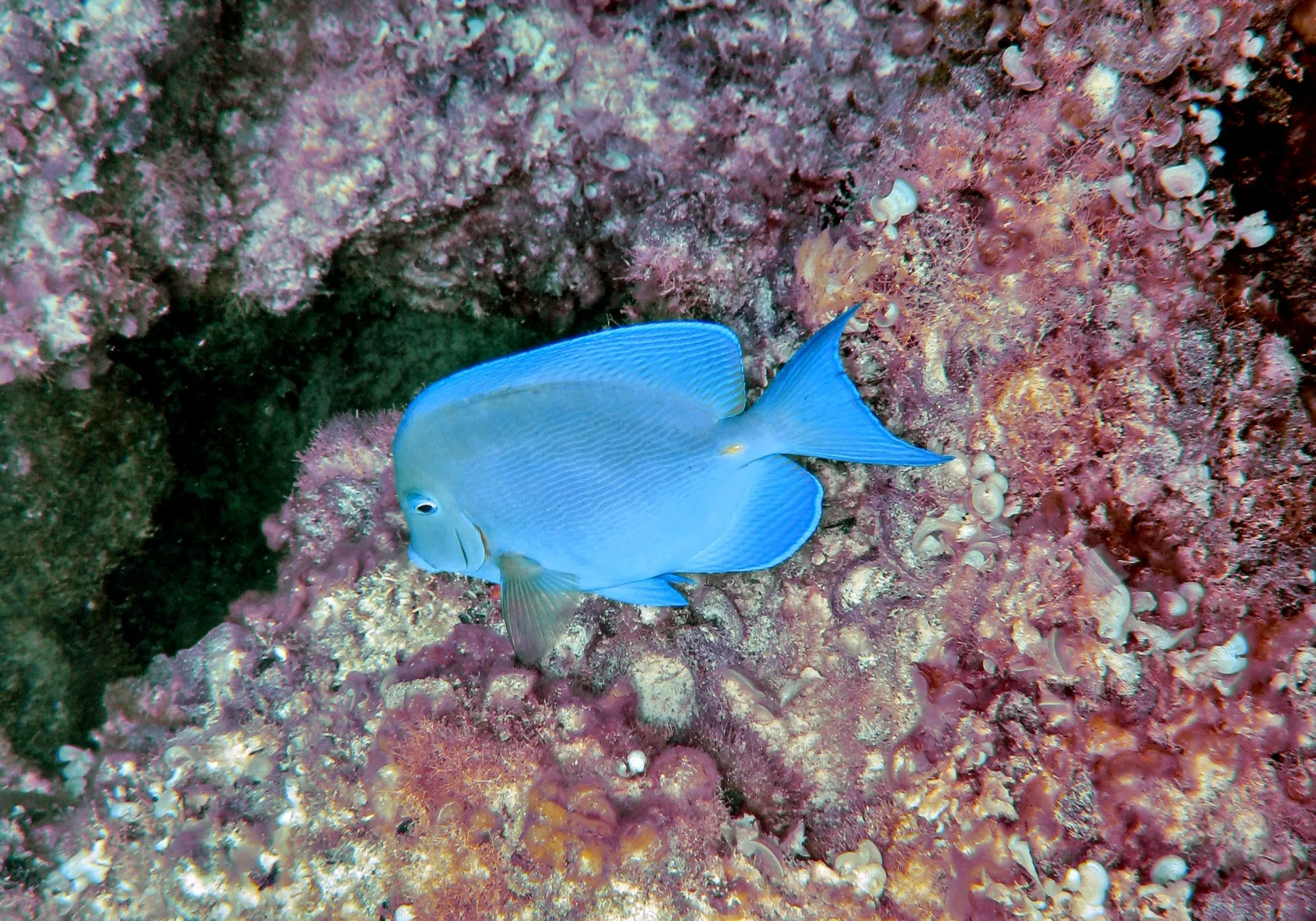 Atlantic blue tang