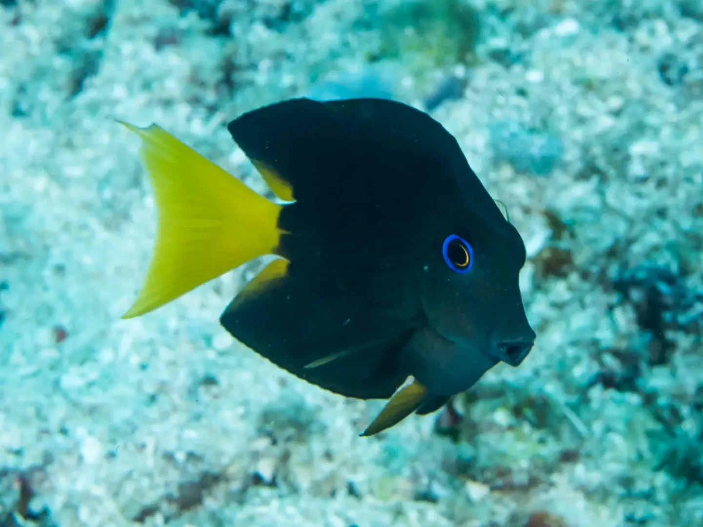 Blue eyed tang