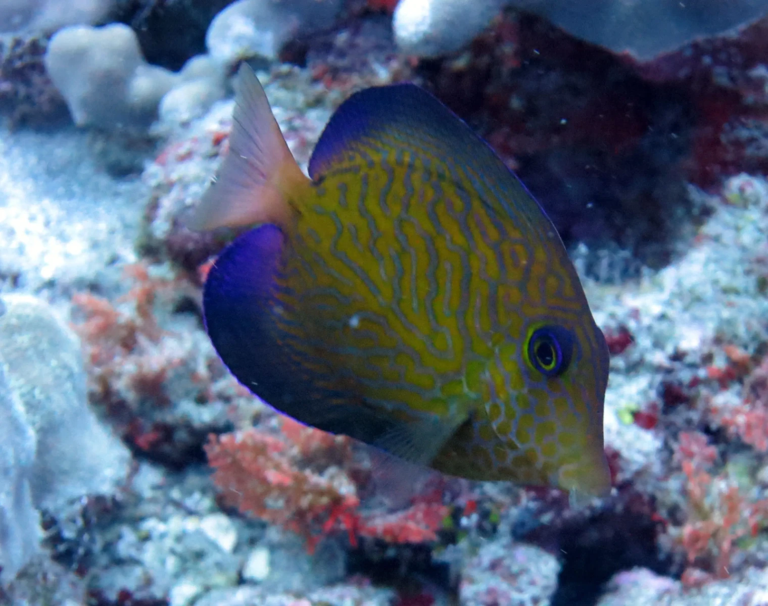 Chevron tang