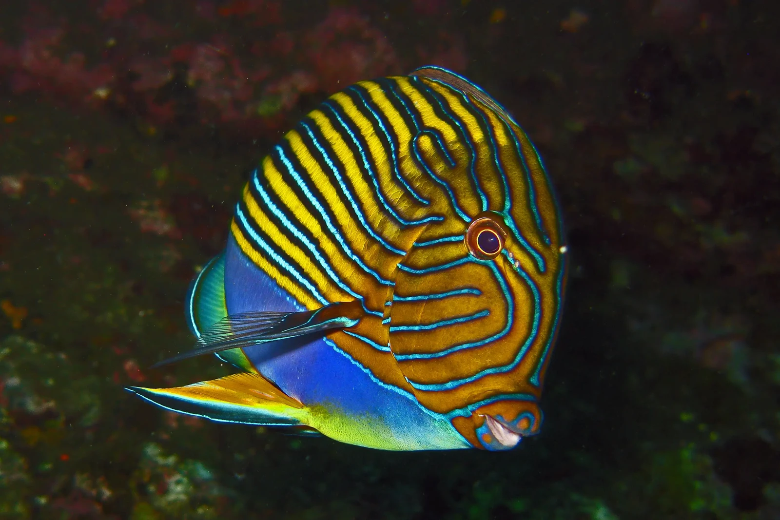 Clown tang